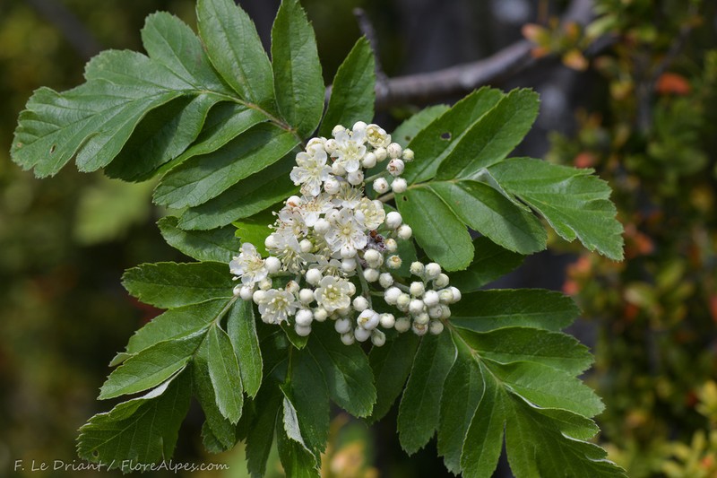 Hedlundia legrei photo 7