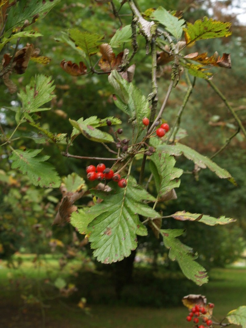 Hedlundia leyana