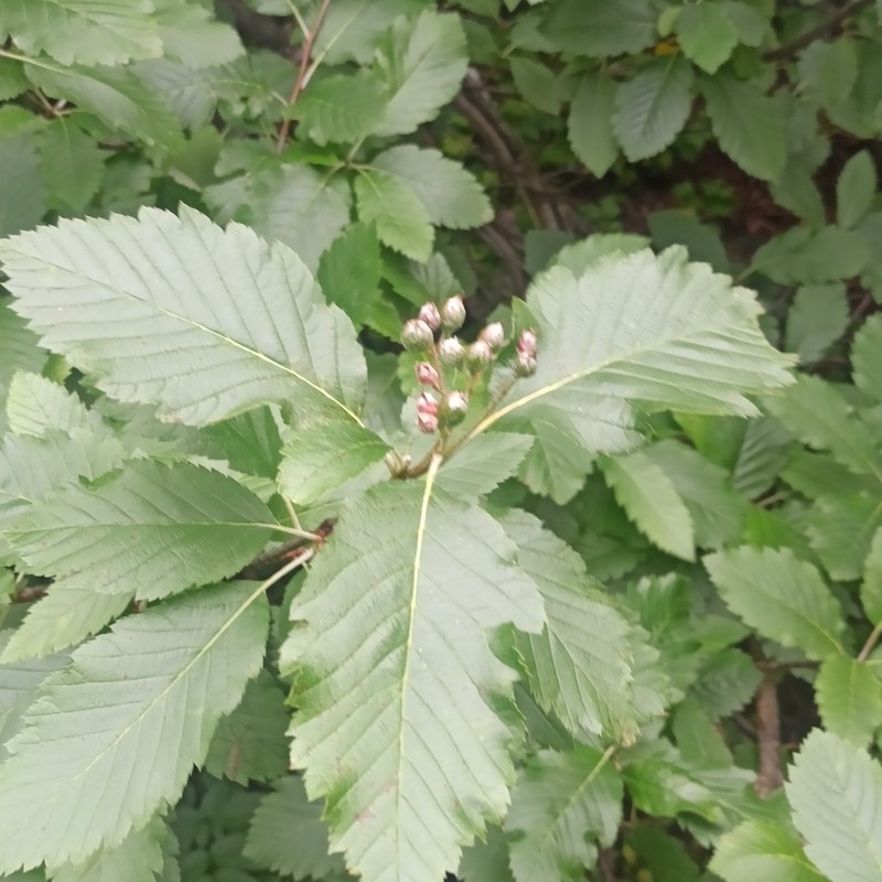 Hedlundia lippertiana