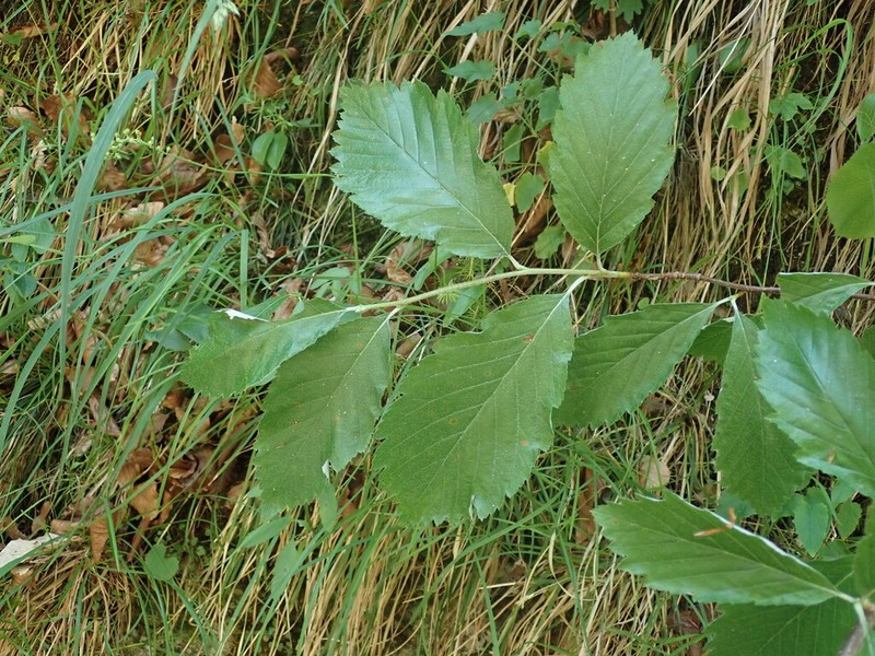Hedlundia lippertiana photo 2