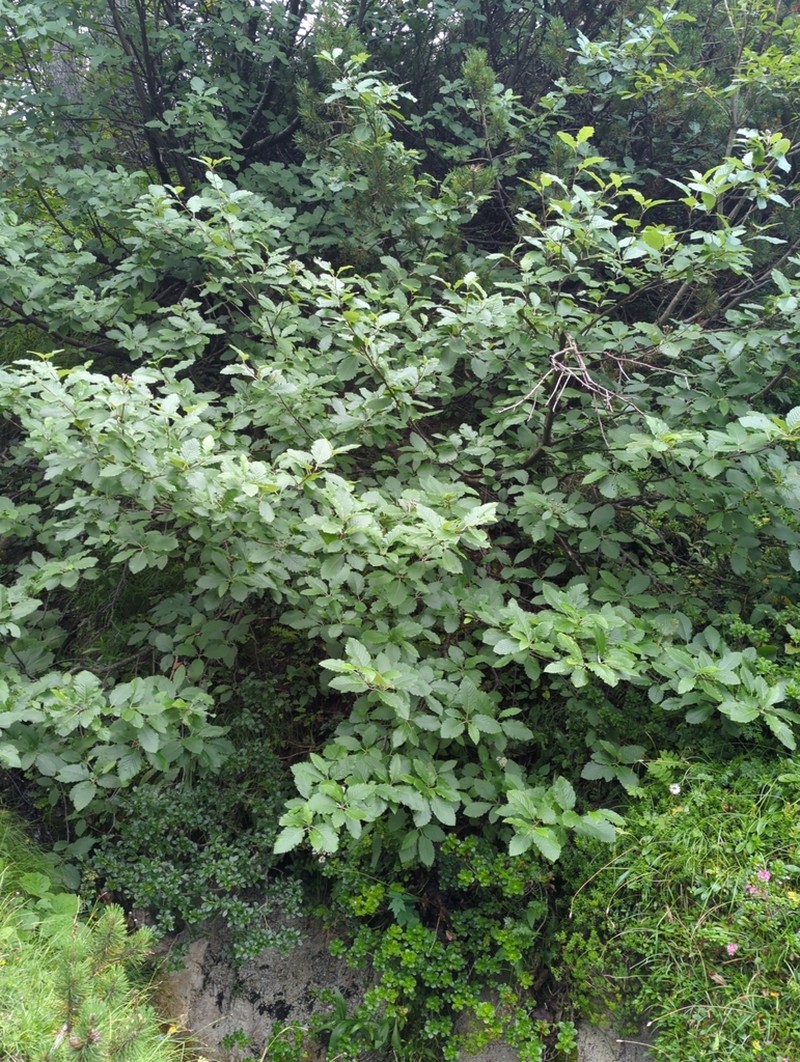 Hedlundia lippertiana photo 5
