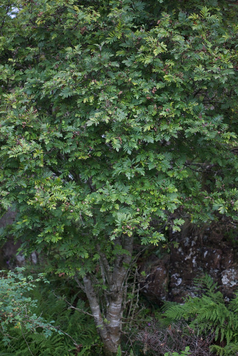 Hedlundia meinichii