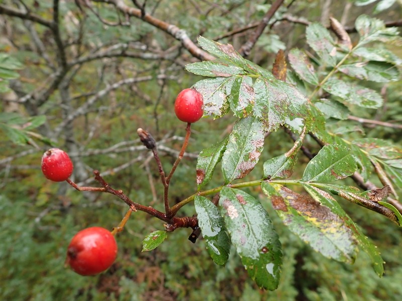 Hedlundia meinichii photo 2