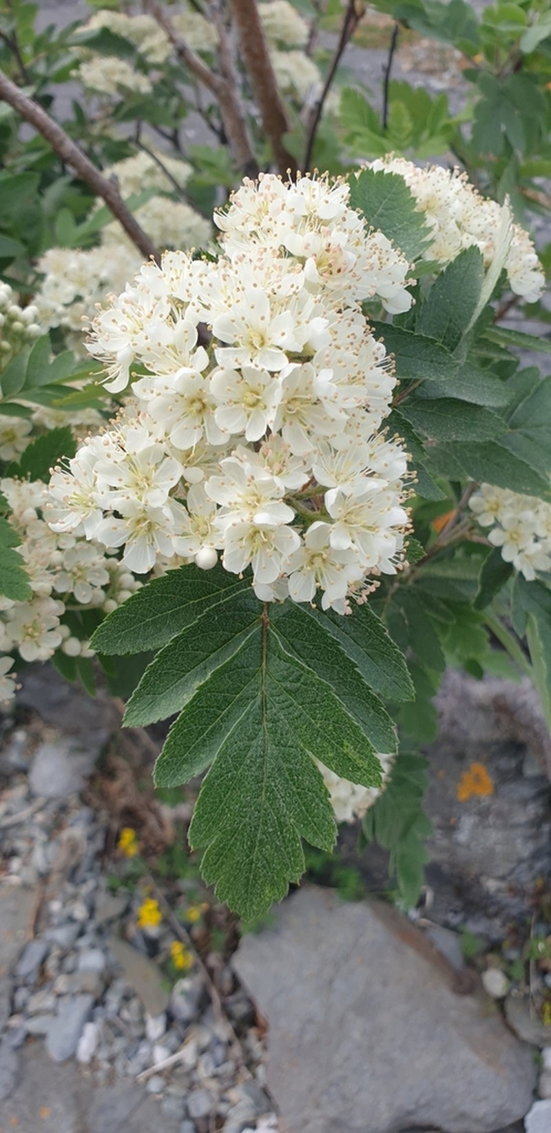 Hedlundia meinichii photo 3