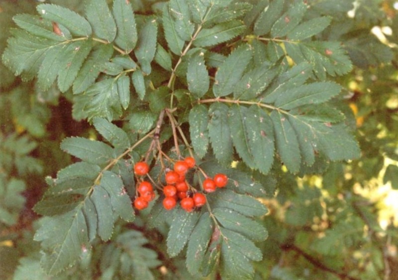Hedlundia meinichii photo 4