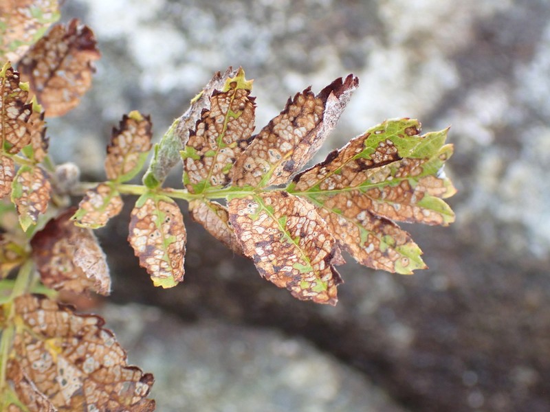 Hedlundia meinichii photo 5