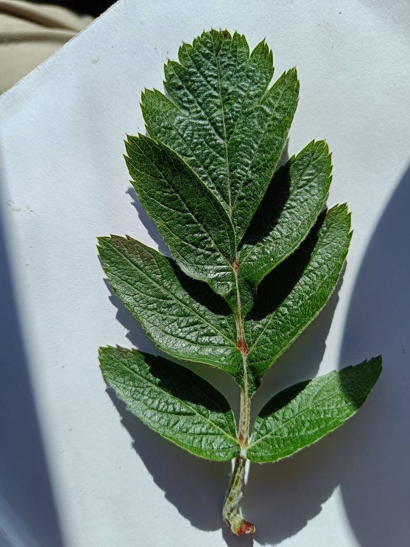 Hedlundia meinichii photo 6