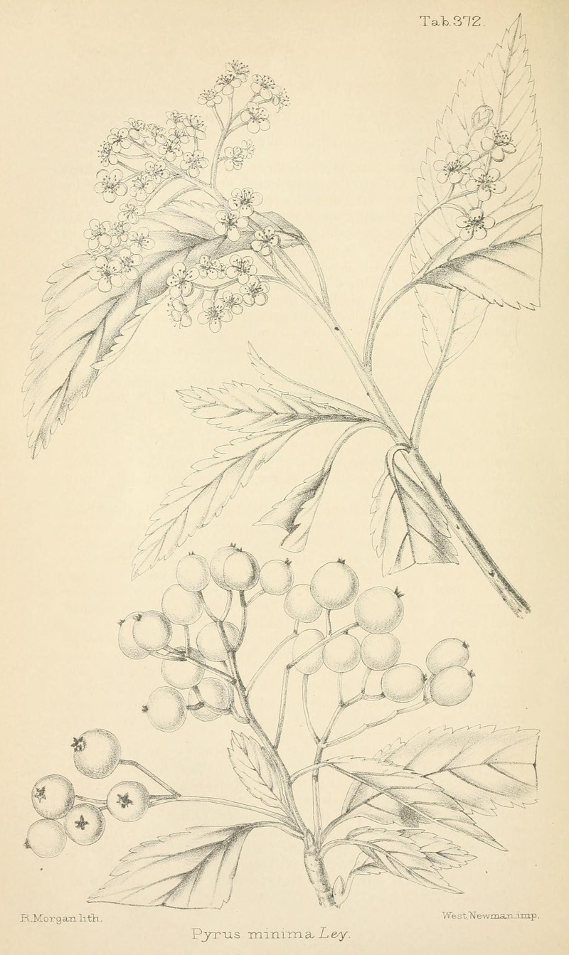 Hedlundia minima