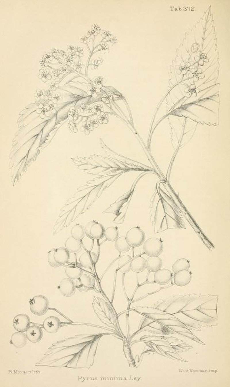 Hedlundia minima photo 3