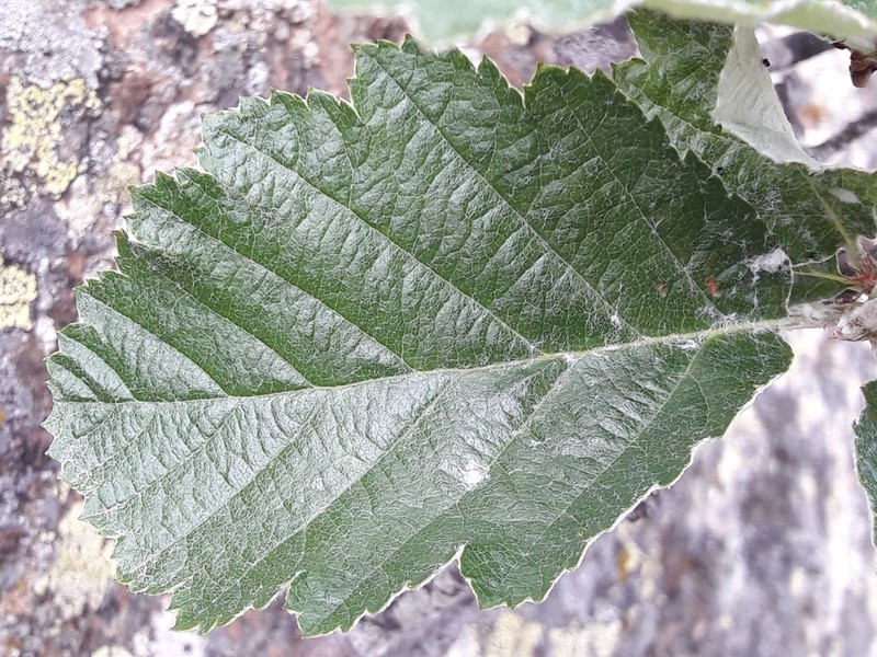 Hedlundia mougeotii