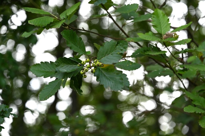 Hedlundia mougeotii photo 4