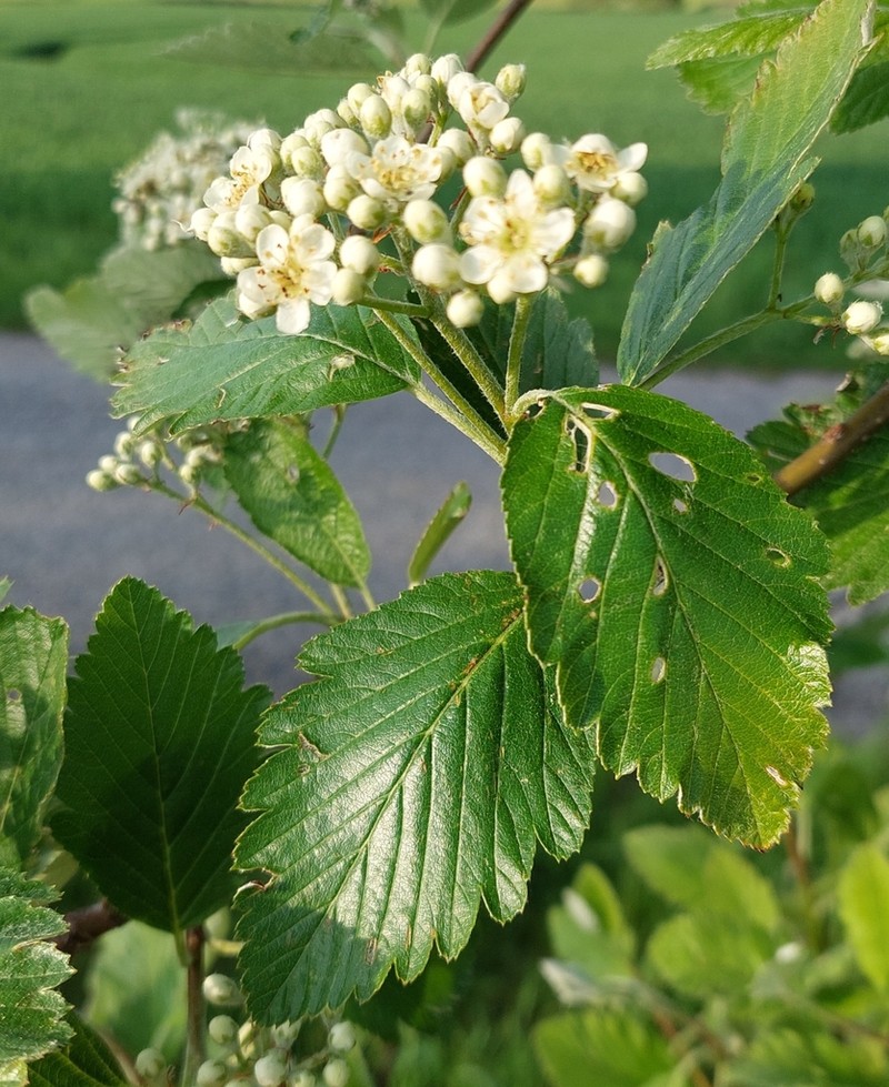 Hedlundia mougeotii photo 5