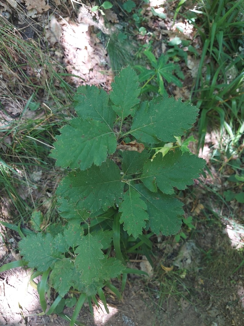 Hedlundia mougeotii photo 8
