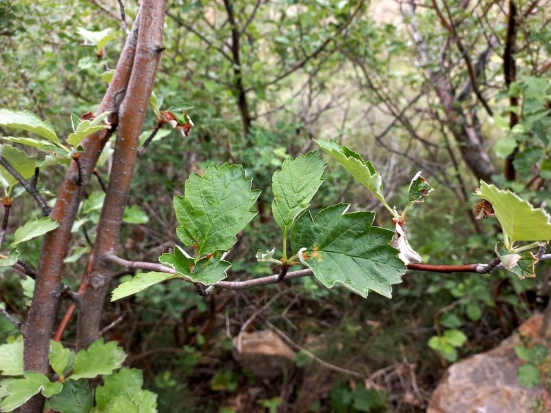 Hedlundia persica
