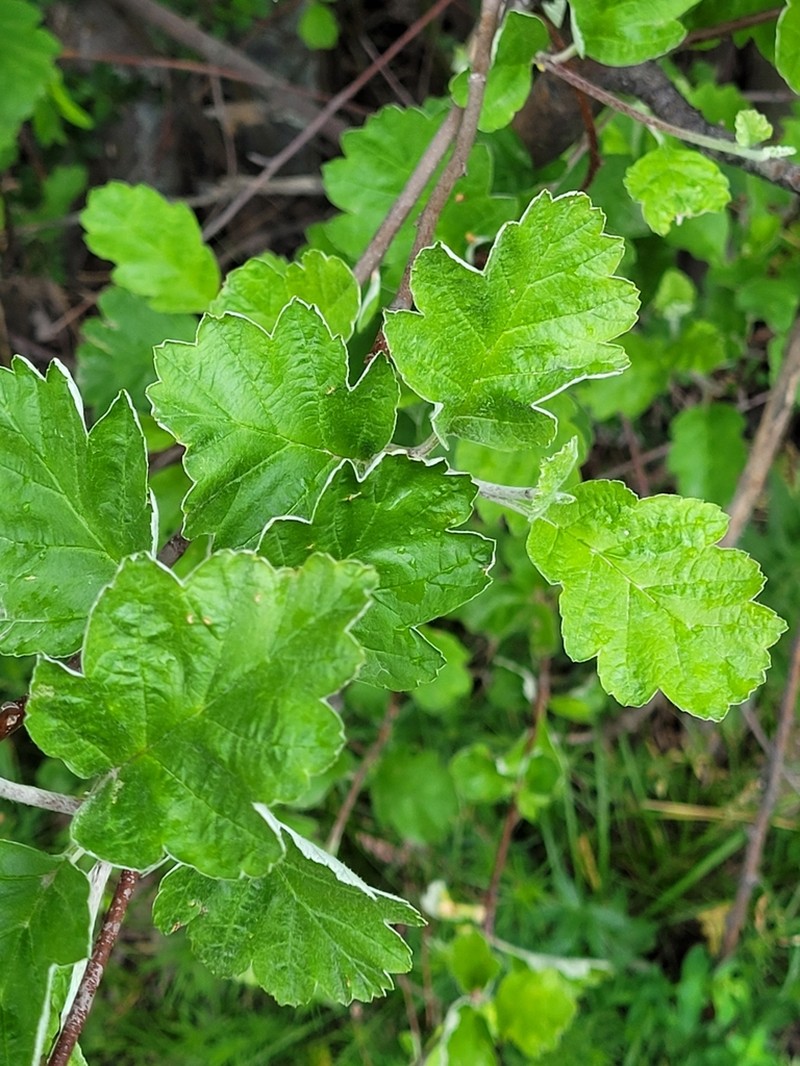Hedlundia persica photo 2