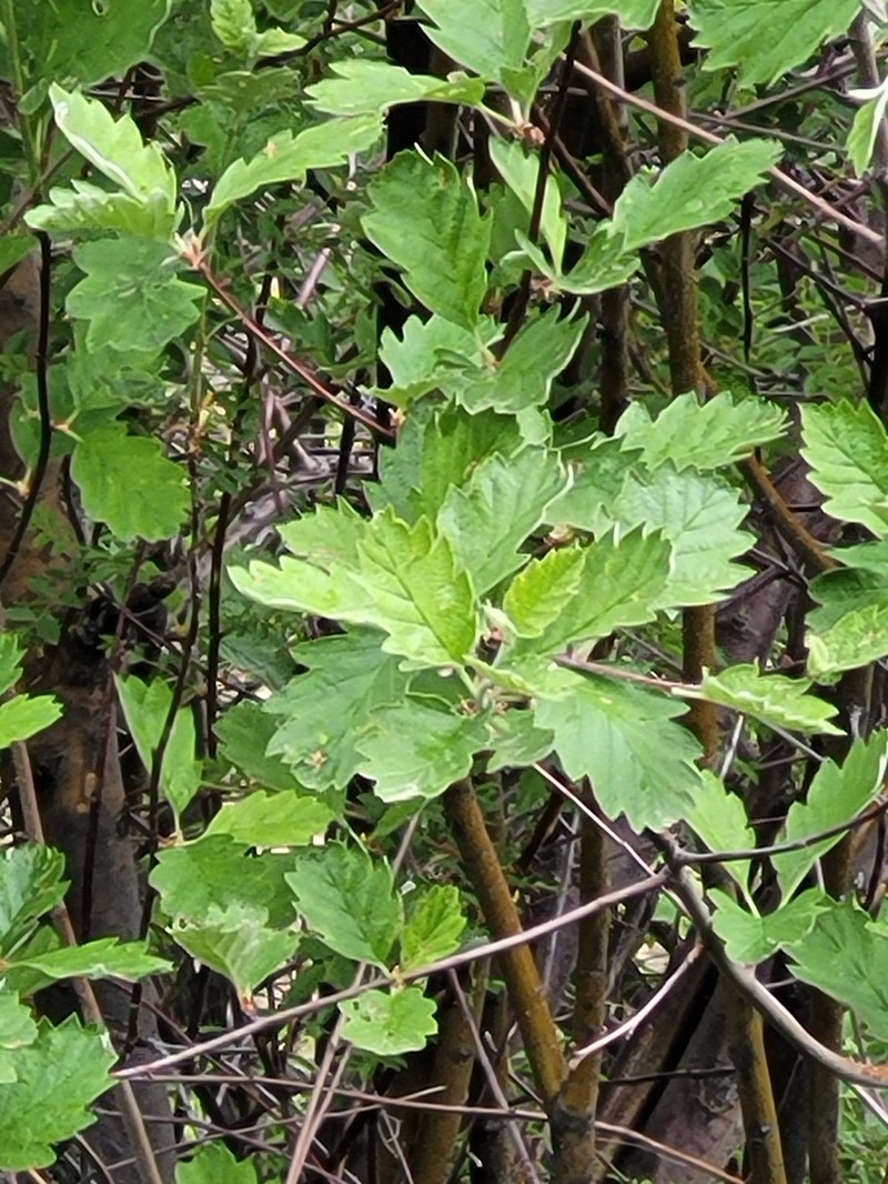 Hedlundia persica photo 3