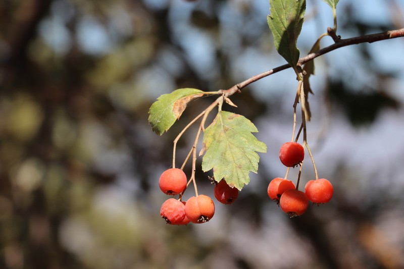 Hedlundia persica photo 6