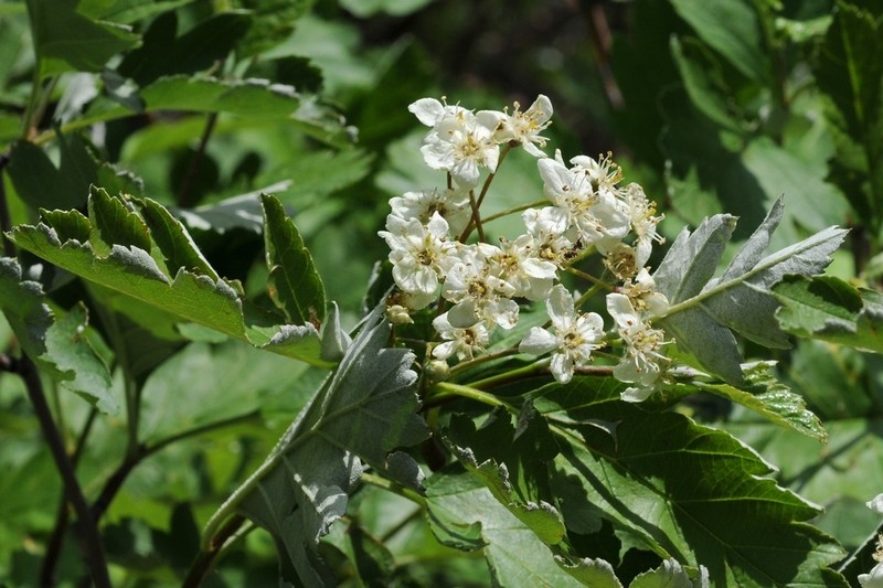 Hedlundia persica photo 7