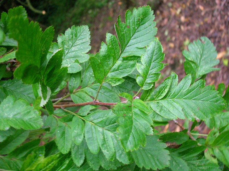 Oakleaf Mountain Ash photo 2