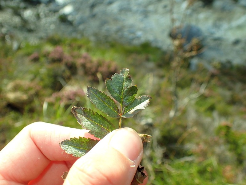 Hedlundia pseudomeinichii