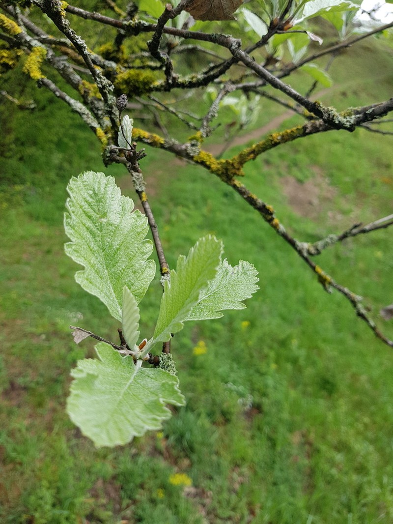Hedlundia pseudothuringiaca