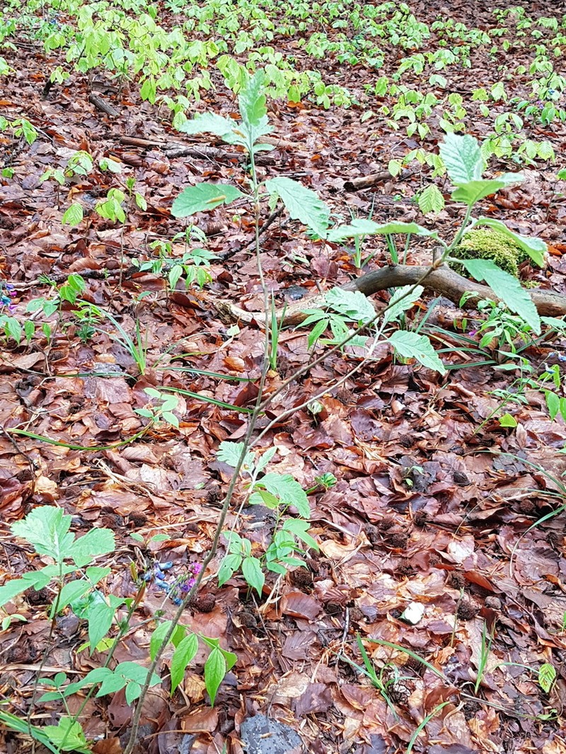 Hedlundia pseudothuringiaca photo 2