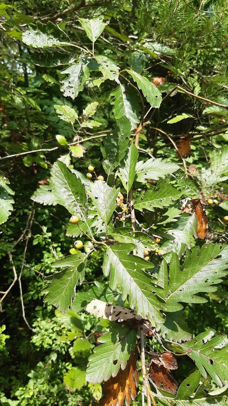Hedlundia pseudothuringiaca photo 3