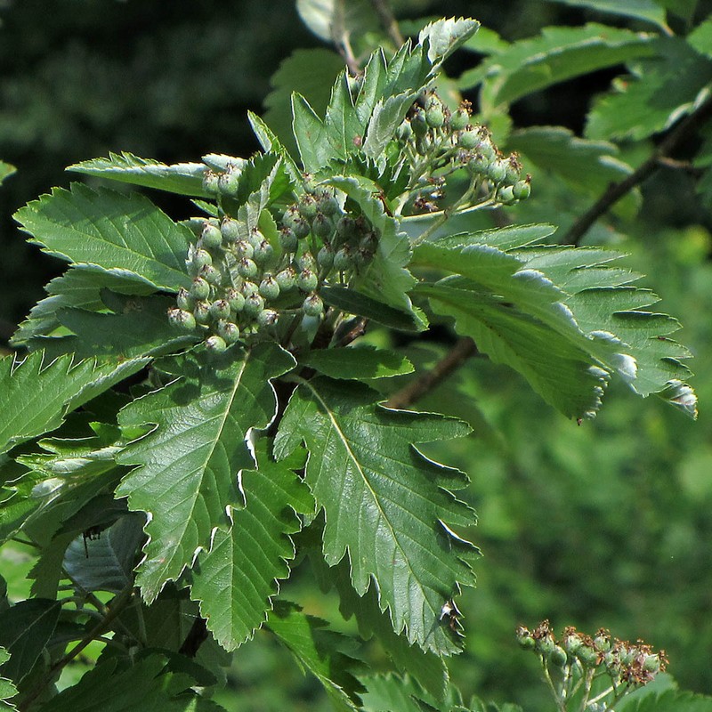 Hedlundia pulchra photo 2