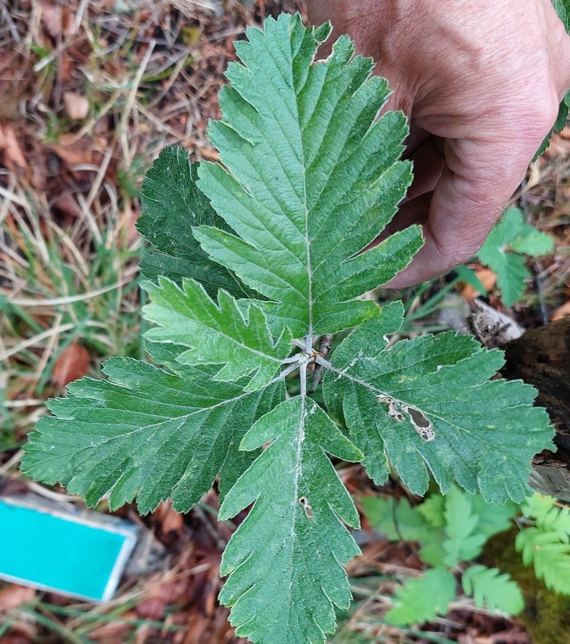 Hedlundia pulchra photo 4