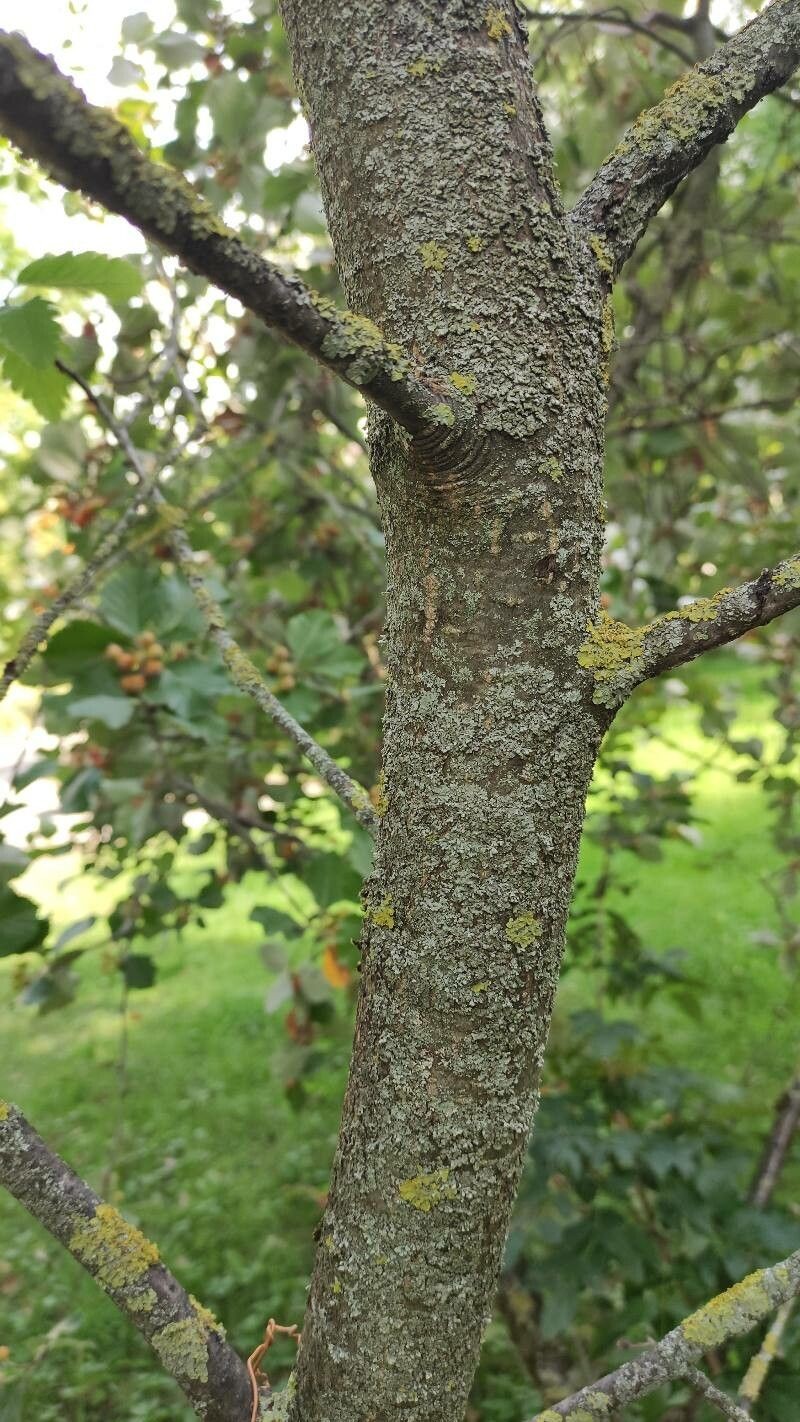 Hedlundia pulchra photo 5
