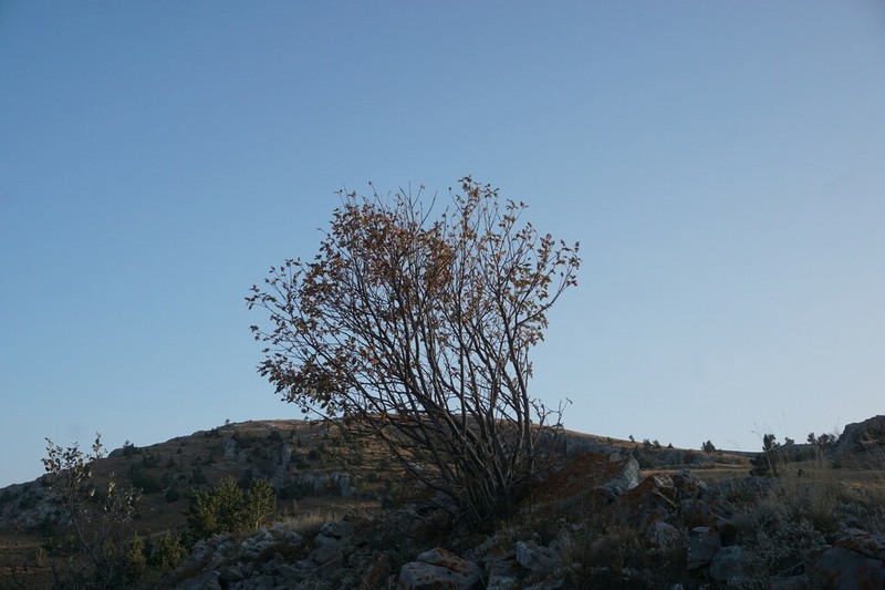 Hedlundia roopiana photo 3