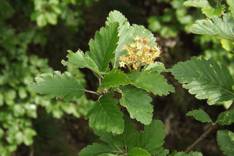 Hedlundia scepusiensis