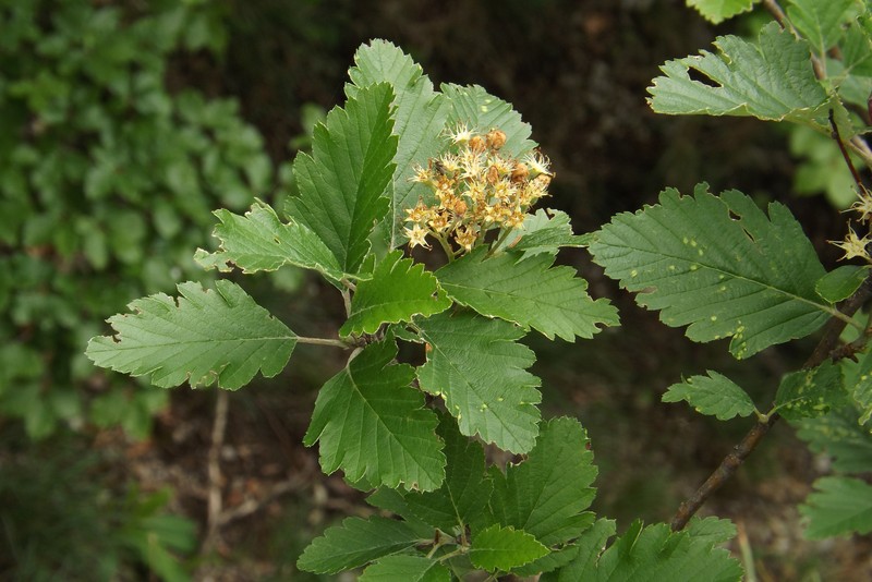 Hedlundia scepusiensis photo 3