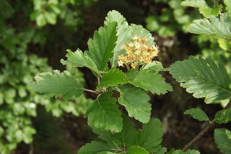 Hedlundia scepusiensis photo 4