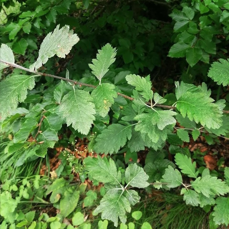 Hedlundia semipinnata