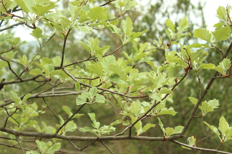 Hedlundia semipinnata photo 3