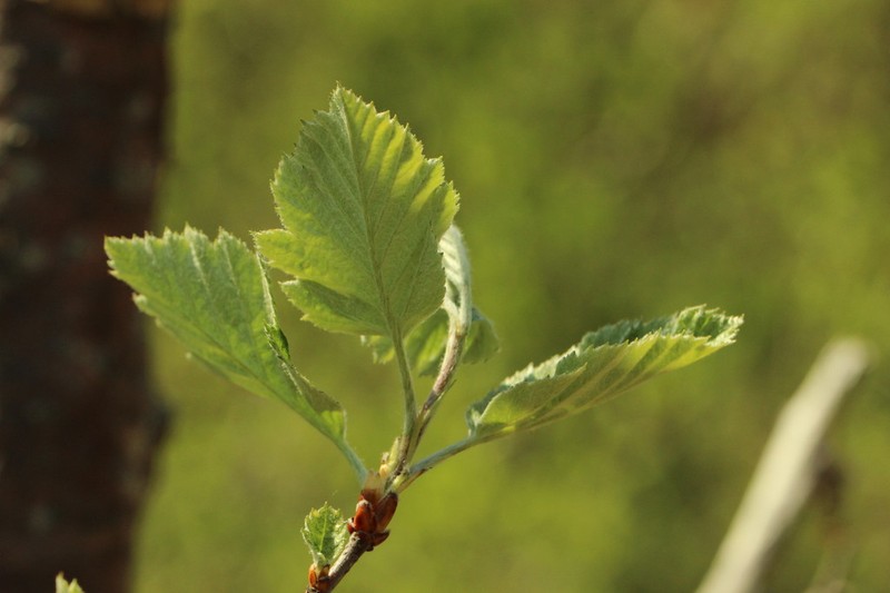 Hedlundia semipinnata photo 4