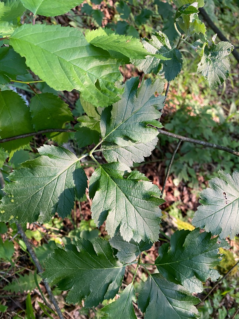 Hedlundia semipinnata photo 6