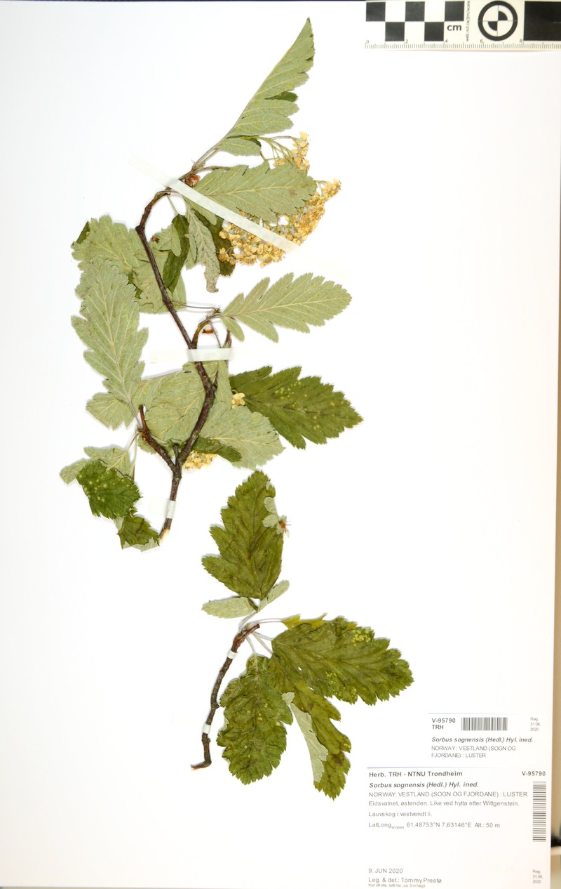 Hedlundia sognensis