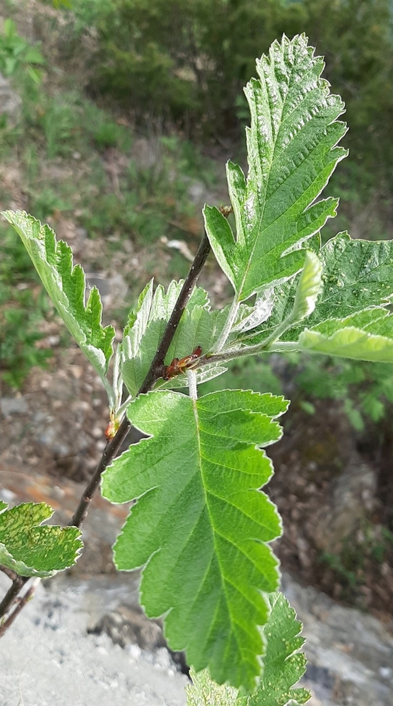 Hedlundia subarranensis