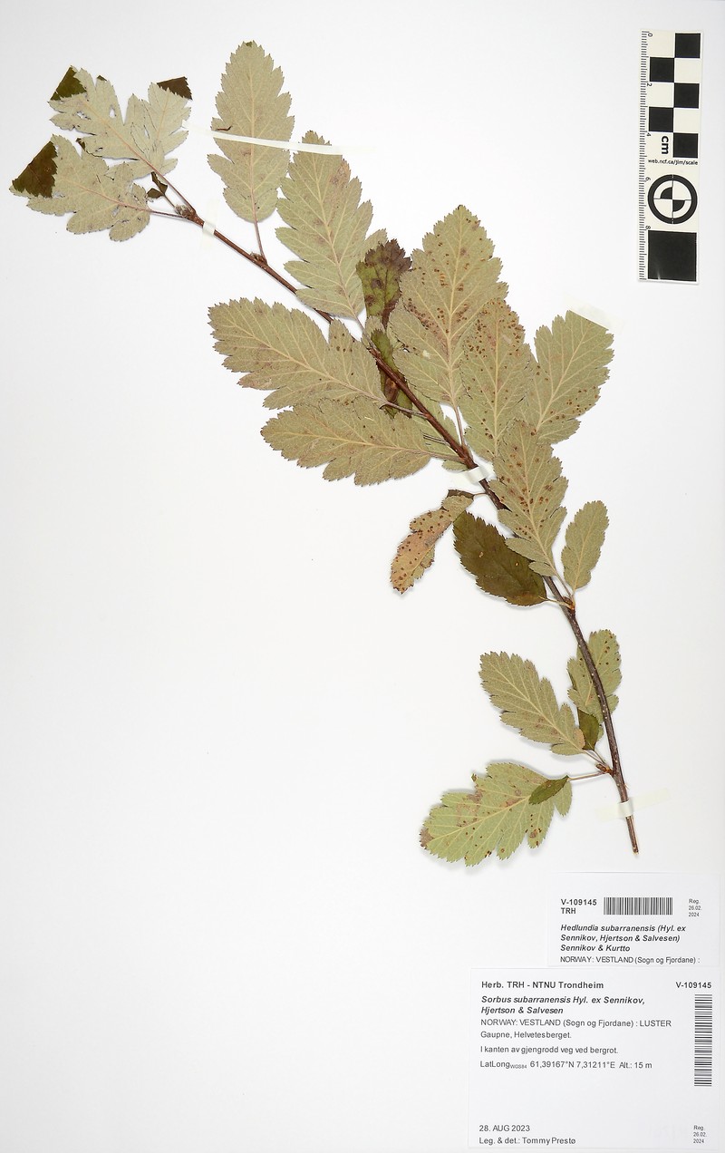 Hedlundia subarranensis photo 2
