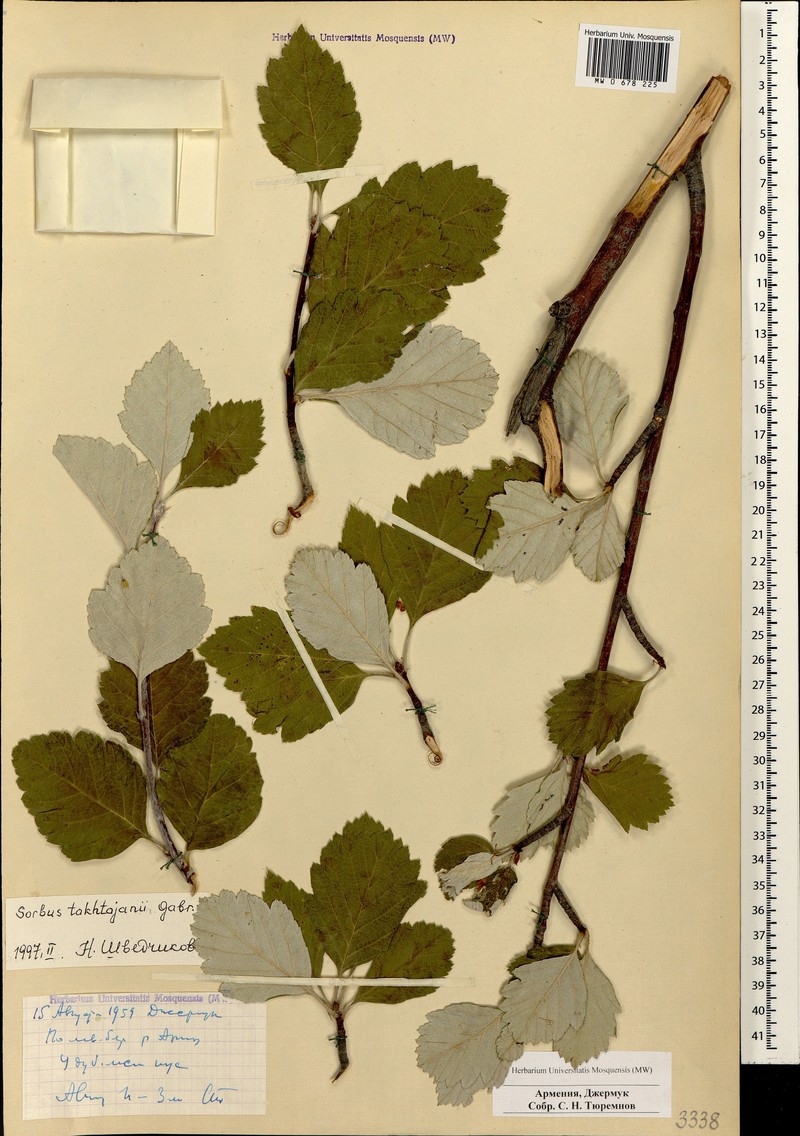 Hedlundia takhtajanii