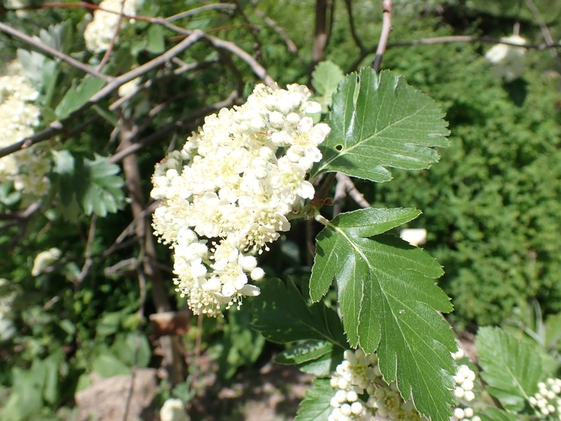 Hedlundia tamamschjanae photo 3
