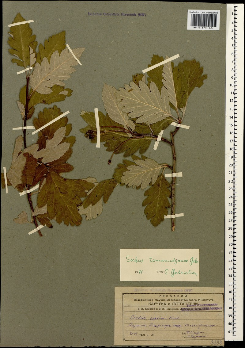 Hedlundia tamamschjanae photo 4