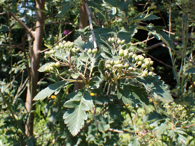 Hedlundia tamamschjanae