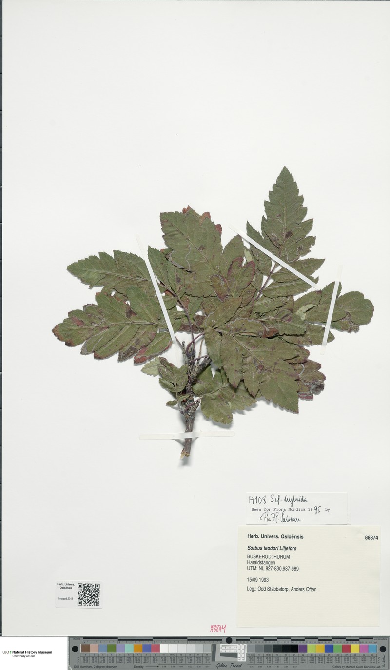 Hedlundia teodori