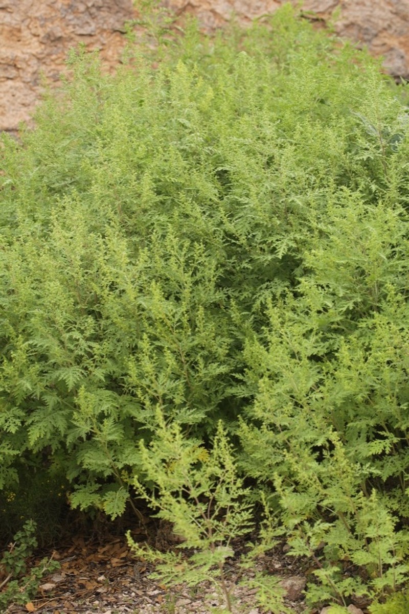 Ragged Marsh-Elder