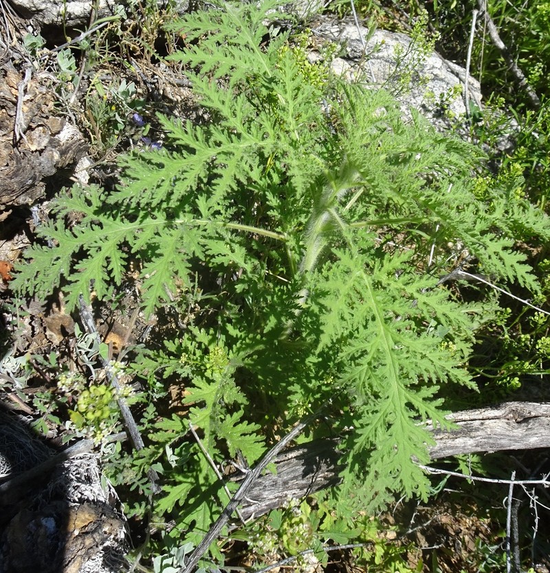 Ragged Marsh-Elder photo 2
