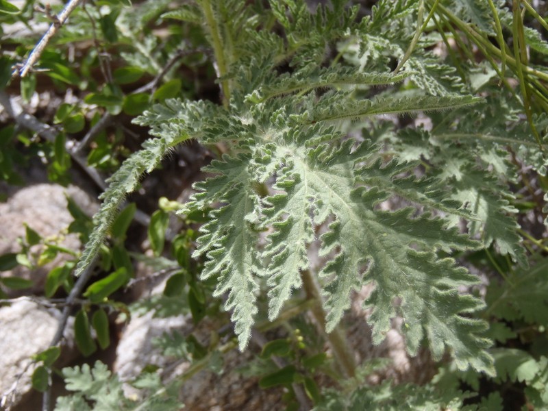 Ragged Marsh-Elder photo 3