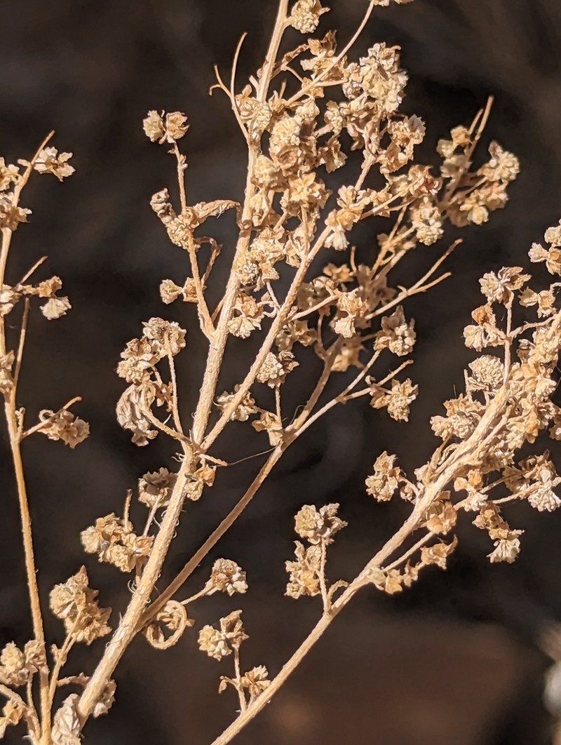 Ragged Marsh-Elder photo 6